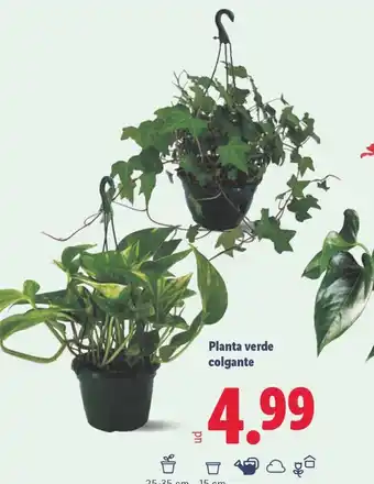 Lidl Planta verde colgante oferta