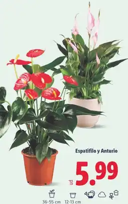 Lidl Espatifilo y Anturio oferta