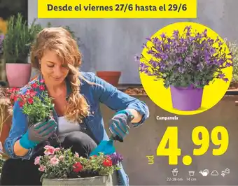 Lidl Campanula oferta