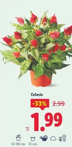 Lidl Celosía oferta