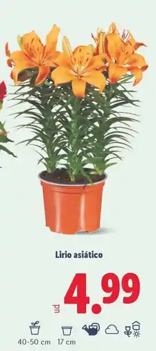 Lidl Lirio asiático oferta
