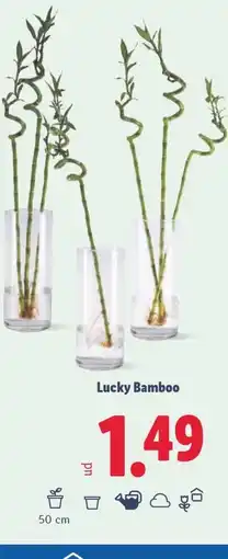 Lidl Lucky Bamboo oferta