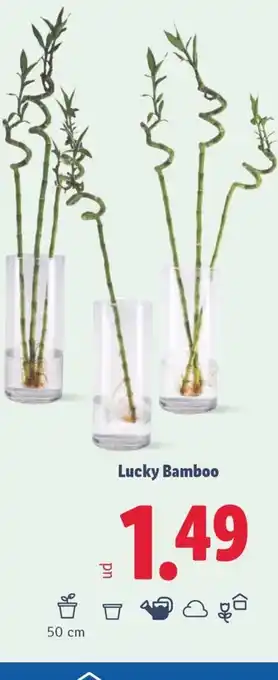 Lidl Lucky Bamboo oferta