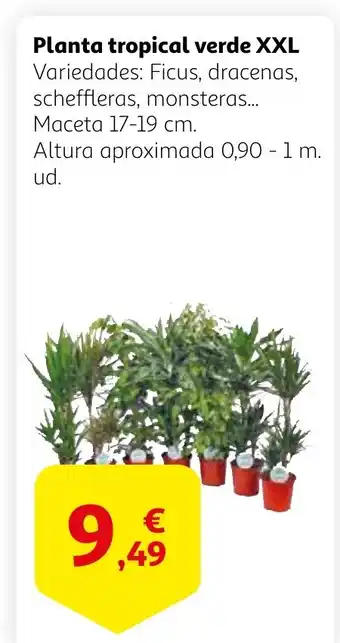 Alcampo Planta tropical verde XXL oferta