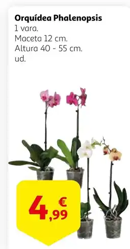 Alcampo Orquídea Phalenopsis oferta