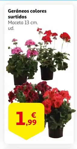 Alcampo Geráneos colores surtidos oferta