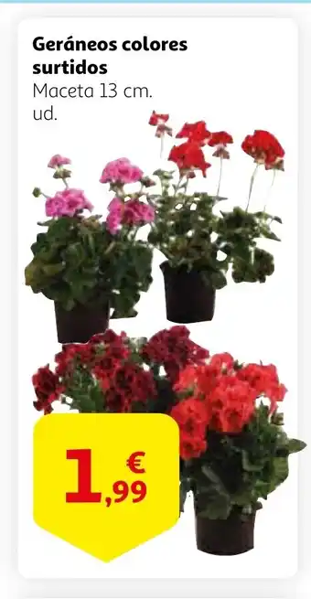 Alcampo Geráneos colores surtidos oferta