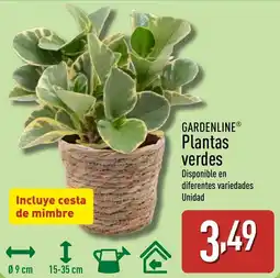 ALDI GARDENLINE Plantas verdes oferta