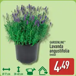 ALDI GARDENLINE Lavanda angustifolia oferta