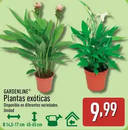 ALDI GARDENLINE Plantas exóticas oferta