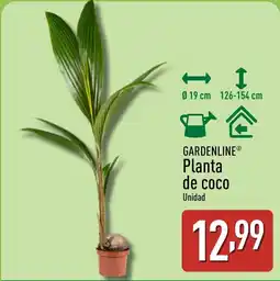 ALDI GARDENLINE Planta de coco oferta