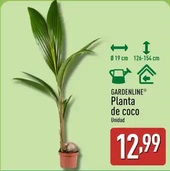ALDI GARDENLINE Planta de coco oferta