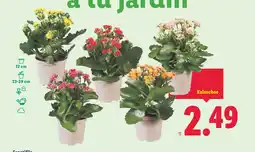 Lidl Kalanchoe oferta