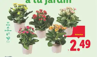 Lidl Kalanchoe oferta
