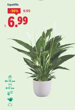 Lidl Espatifilo oferta