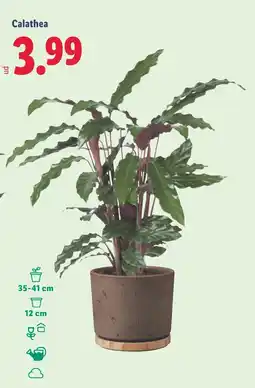 Lidl Calathea oferta