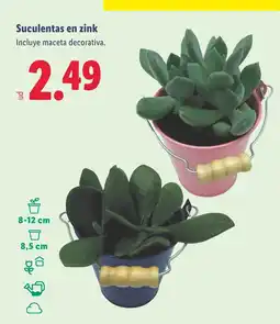 Lidl Suculentas en zink oferta