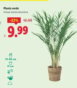 Lidl Planta verde oferta