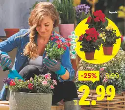 Lidl Begonia oferta