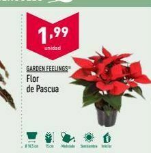 ALDI Flor de pascua oferta