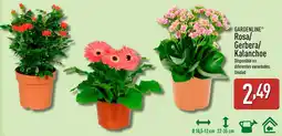 ALDI GARDENLINE Rosa/ Gerbera/ Kalanchoe oferta
