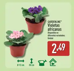 ALDI GARDENLINE Violetas africanas oferta
