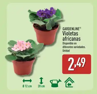 ALDI GARDENLINE Violetas africanas oferta