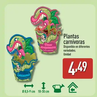 ALDI Plantas carnívoras oferta