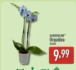 ALDI GARDENLINE Orquídea oferta