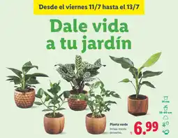 Lidl Planta verde oferta