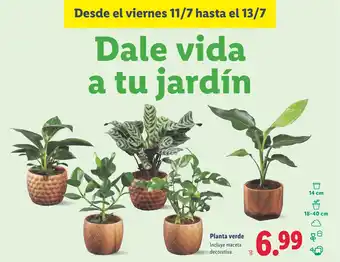 Lidl Planta verde oferta