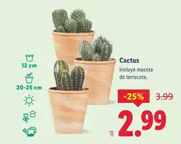 Lidl Cactus oferta
