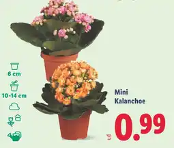 Lidl Mini Kalanchoe oferta