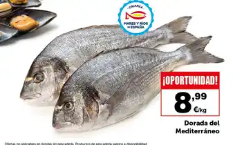 Masymas Dorada del Mediterráneo oferta