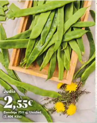 Gadis Judia oferta