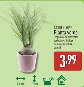 ALDI GARDENLINE Planta verde oferta