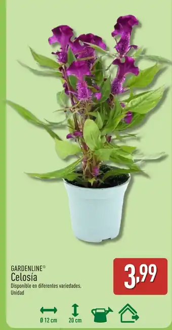 ALDI GARDENLINE Celosía oferta