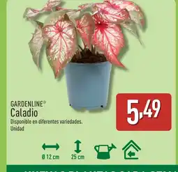 ALDI GARDENLINE Caladio oferta