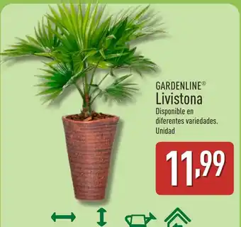 ALDI GARDENLINE Livistona oferta