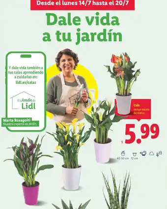Lidl Cala oferta