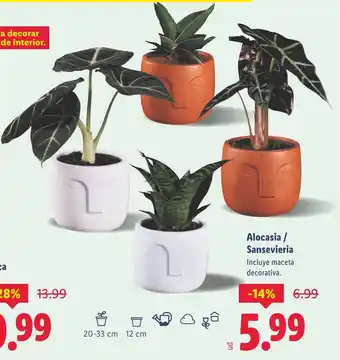 Lidl Alocasia / Sansevieria oferta