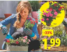 Lidl Rosal oferta