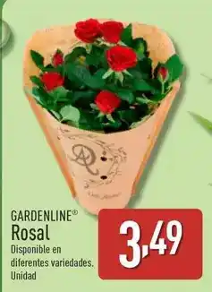 ALDI Gardenline - rosal oferta