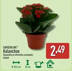 ALDI GARDENLINE Kalanchoe oferta