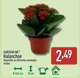 ALDI GARDENLINE Kalanchoe oferta
