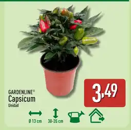 ALDI GARDENLINE Capsicum oferta