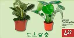 ALDI GARDENLINE Plantas verdes oferta