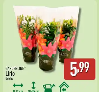 ALDI GARDENLINE Lirio oferta
