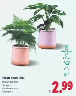 Lidl Planta verde mini oferta