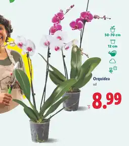 Lidl Orquídea oferta